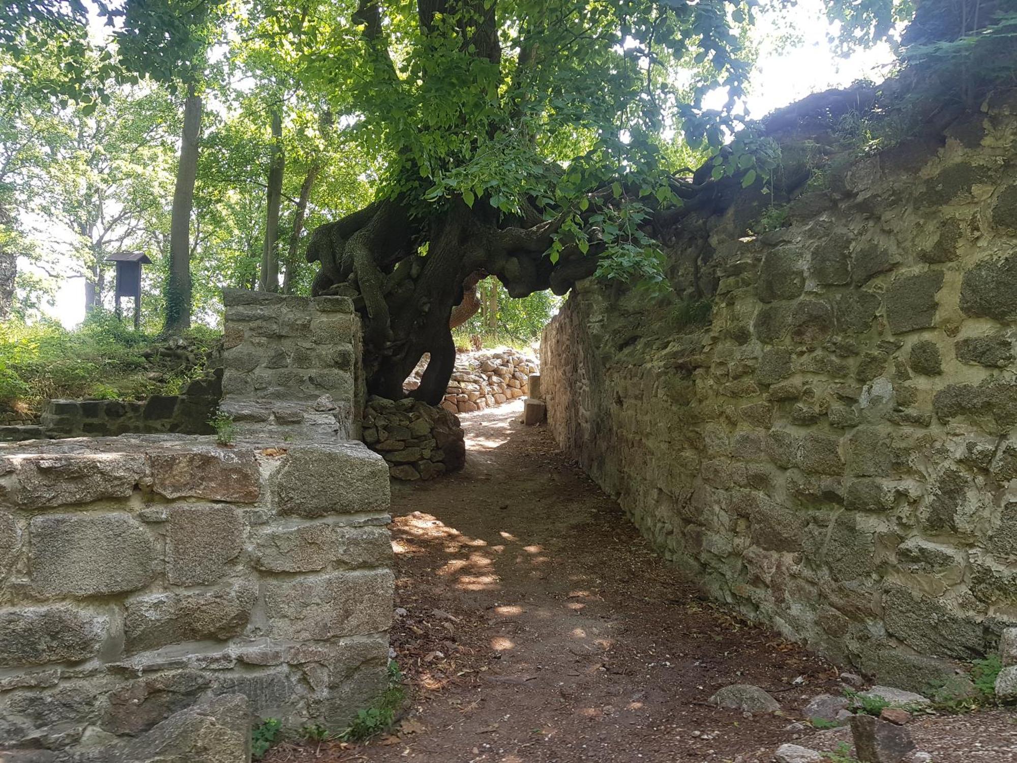 Ferienhaus Renate 7 Thale Exterior foto